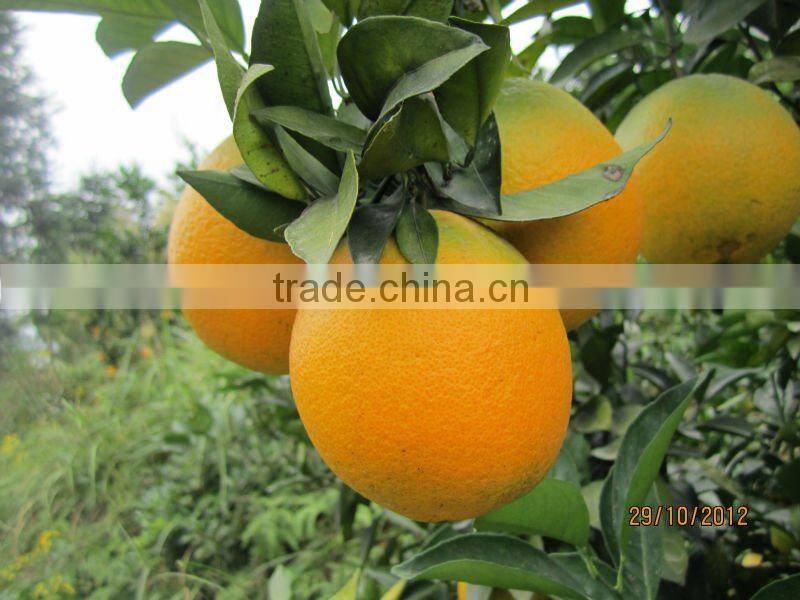 2012 new crop navel orange