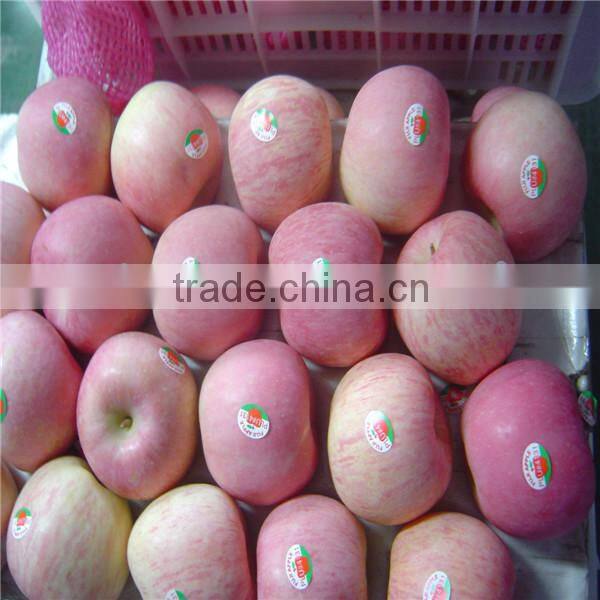 china fresh fuji apples