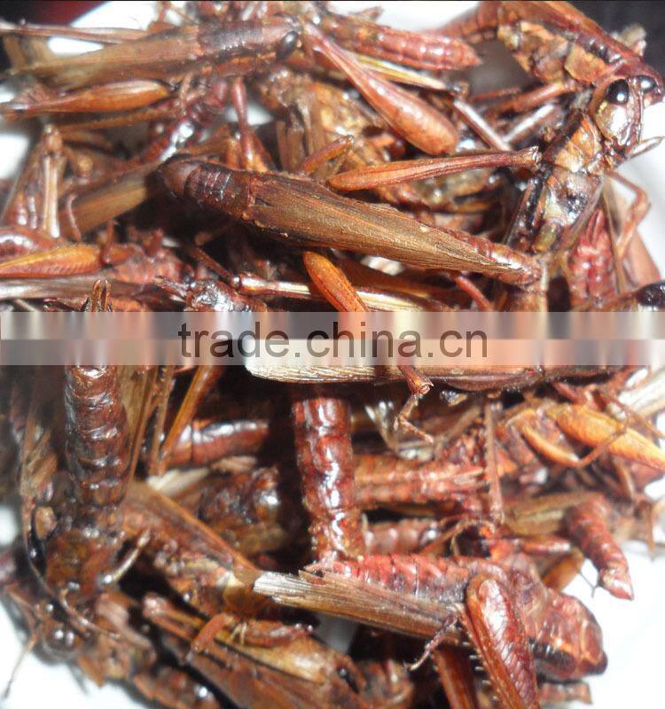 Animal feed supplies Microwave dried locusts dog fish treats