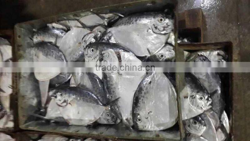 cheap fish for Africa Mene maculata