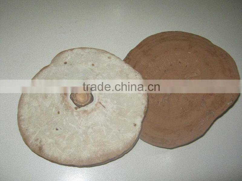 2016 hot sales best Dried Ganoderma Lucidum Mushroom