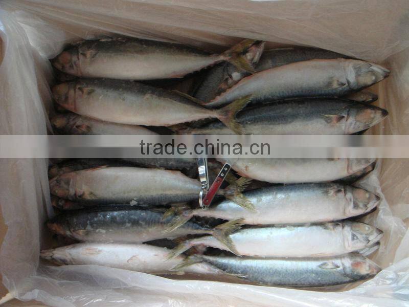 scomber japonicus / scomber australasicus