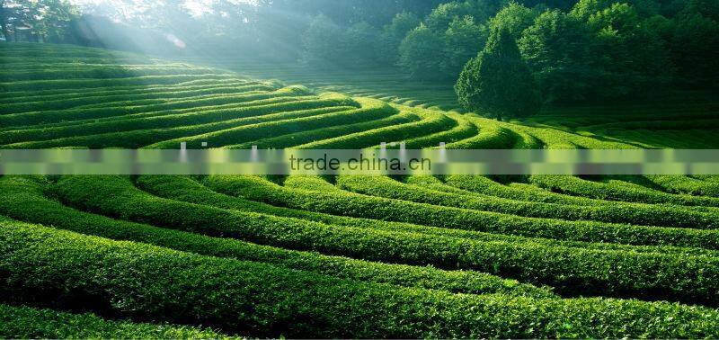 Green tea Matcha Style Lucky Bird tea new BIO Japan