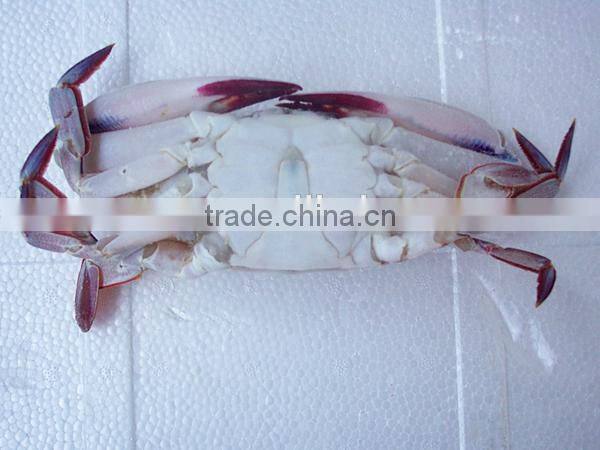 wholesale high quality frozen three spotted crab