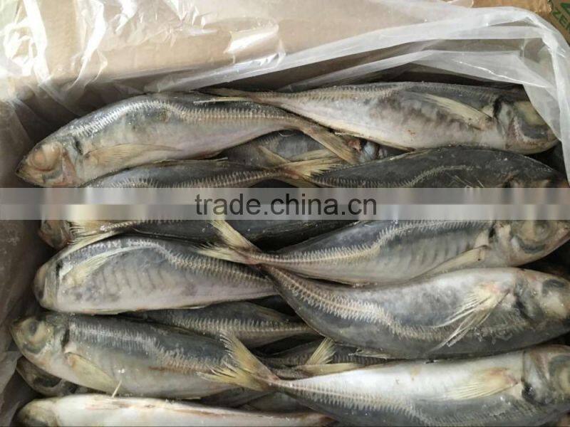 Very Fresh sea frozen horse mackerel for sale