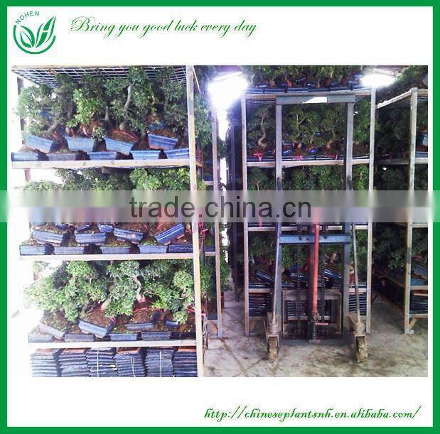 Indoor Plants Ficus Evergreen Bonsai