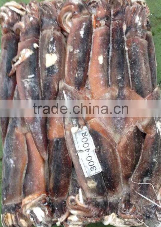 Frozen Illex Squid Argentina Squid From China Supplier 300-400g