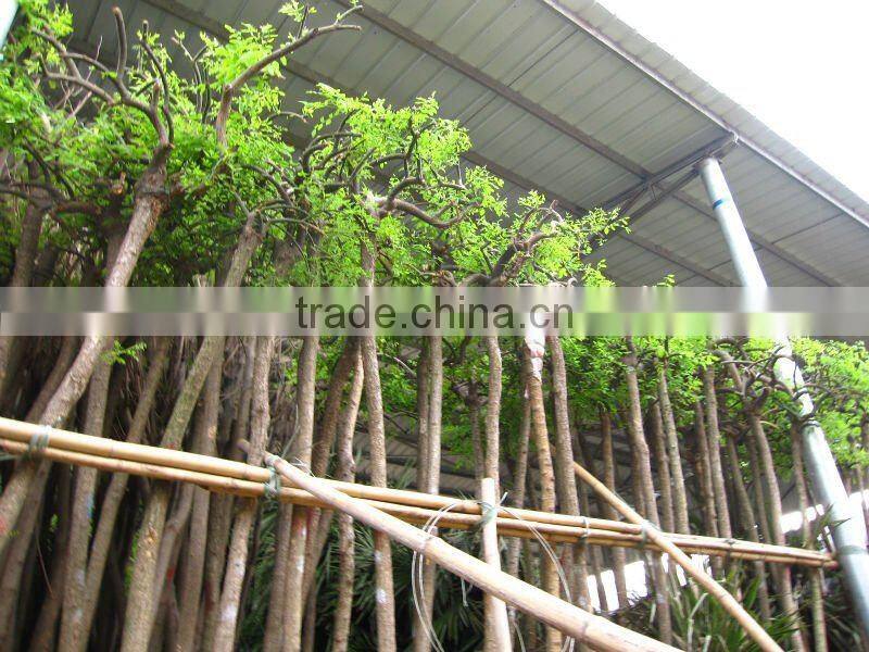 Sophora japonica landscaping plants