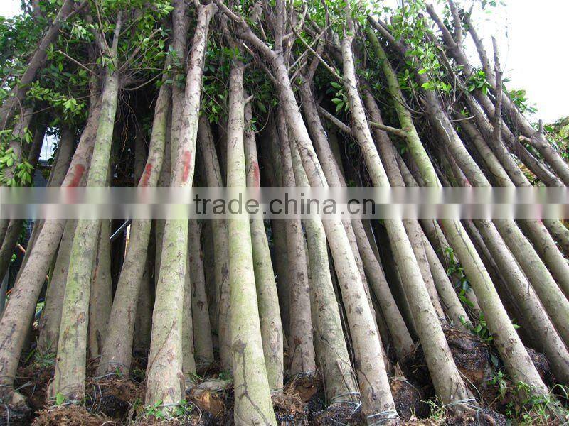 Ficus Nitida landscaping trees for outdoor