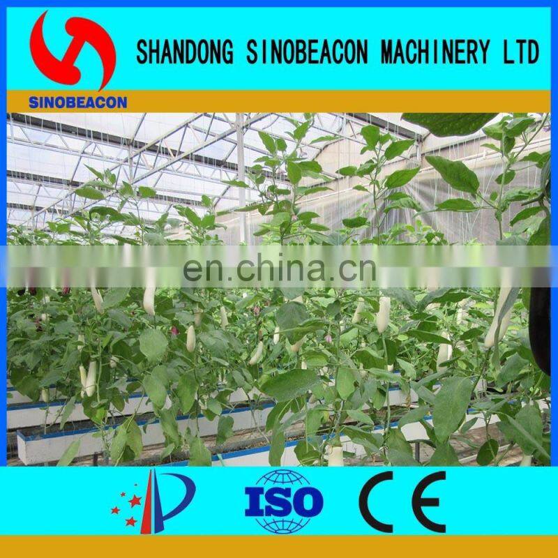 Chinese Aubergine Hydroponics Growing Systems In Greenhouse
