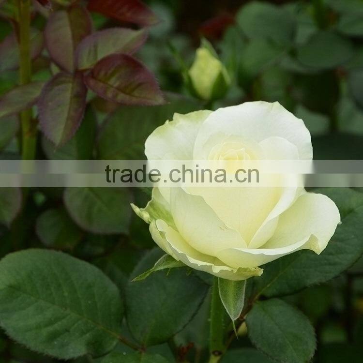 Fashionable Honey fresh cut gerbera flower