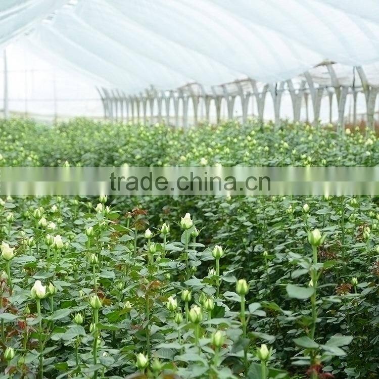 Factory new coming natural black magic rose