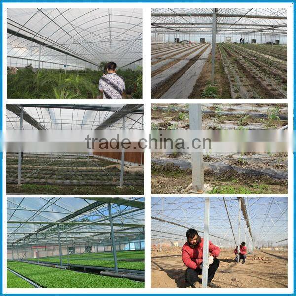 Factory price of agricultural greenhouse,multi span greenhouse for Tomato