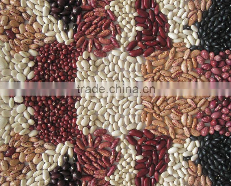 Chinese Wholesale White Kidney Beans In Stock