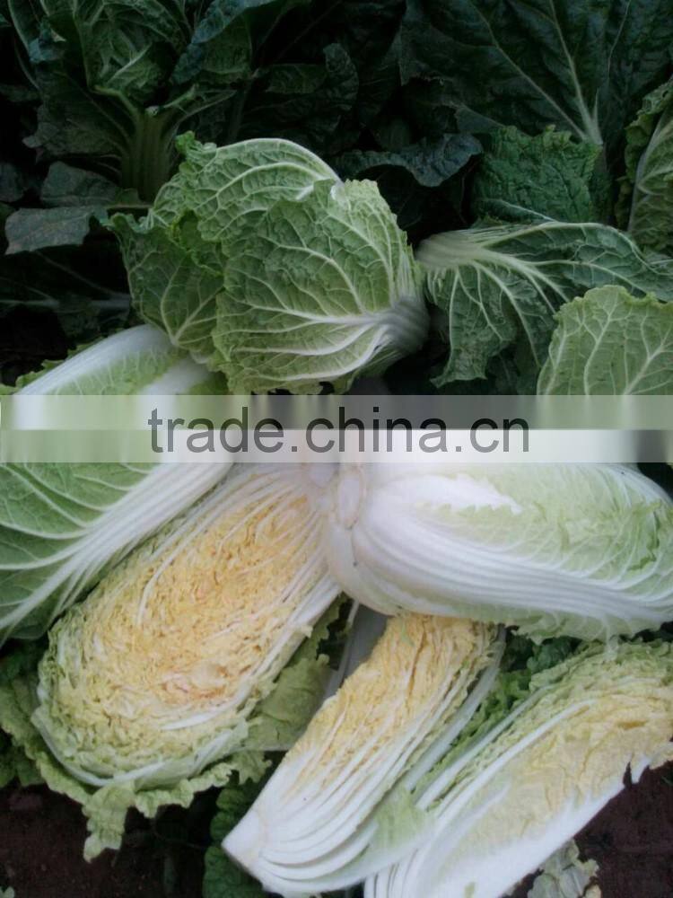 Chinese Cabbage