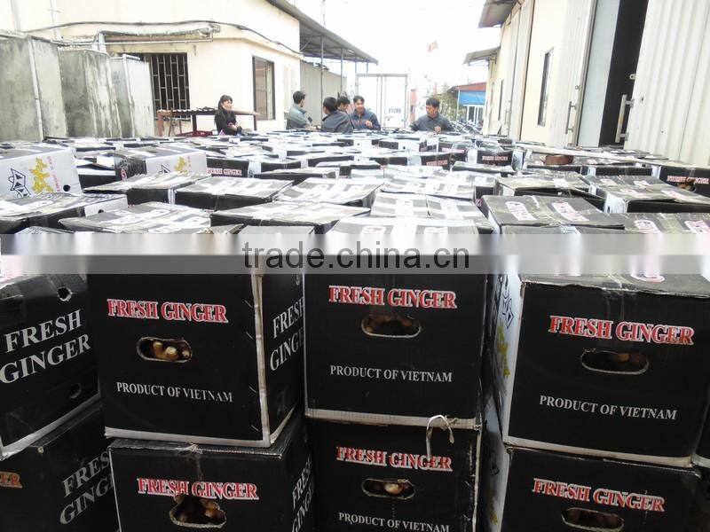 best quality fresh ginger 2016