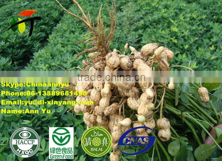 ROASTED PEANUT IN SHELL 9/11 NATURE FLAVOR