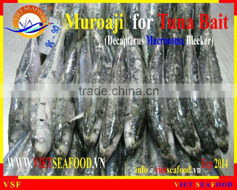 FROZEN MUROAJI FOR TUNA BAIT