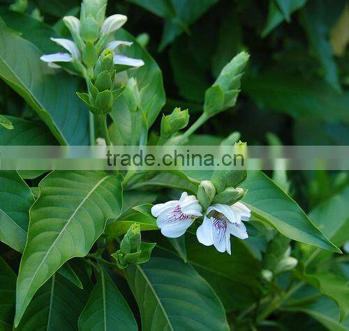 Organic Grade Malabar Nut For Bulk Traders