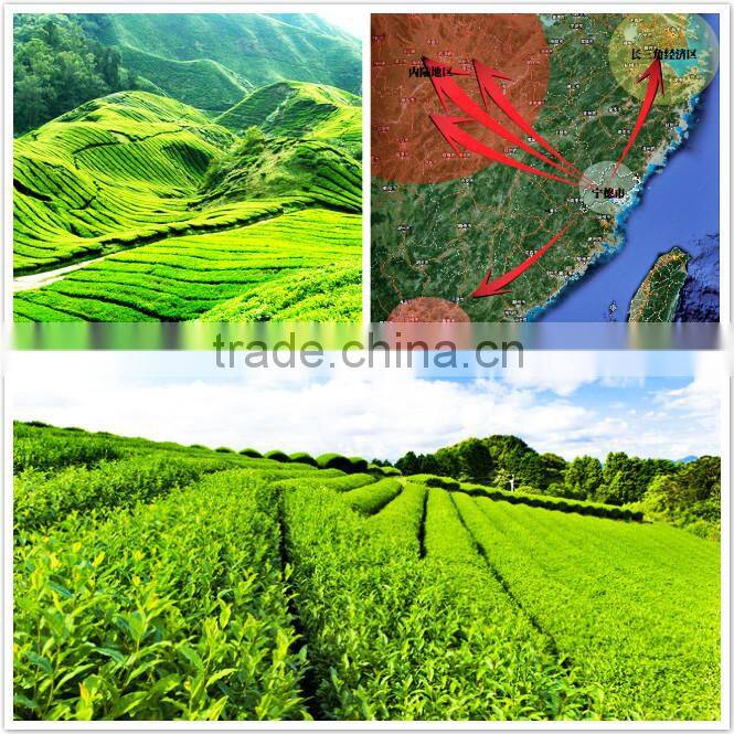 High Quality Matcha Green Tea Powder