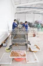 2014 automatic cocoa bean peeling machine