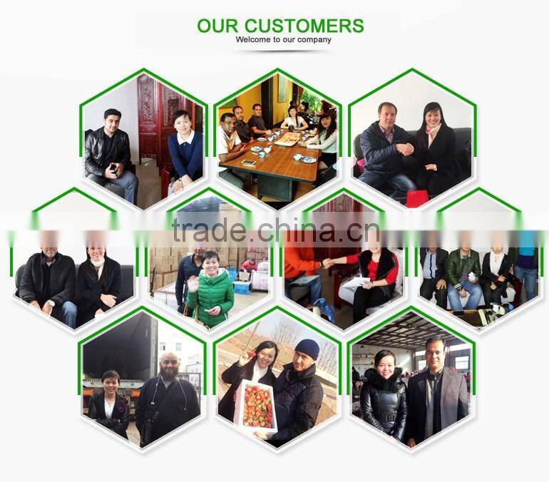 Popular Equipment Fresh Big Onion