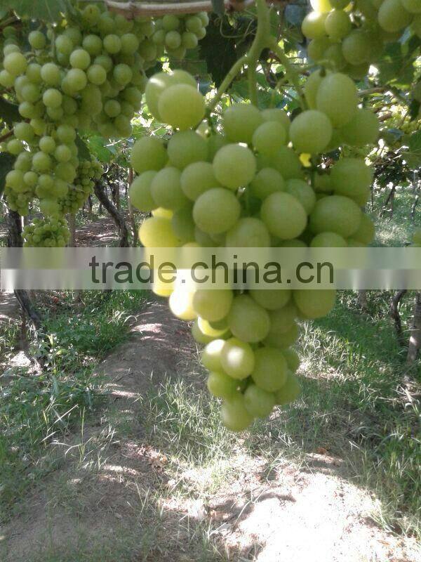 2014 crops fresh grapes
