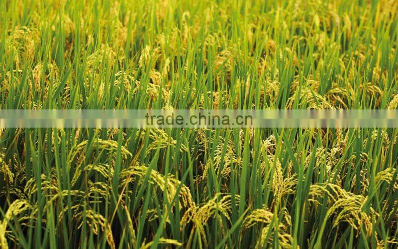 PREMIUM MINIKATE RICE FROM EXPORT TRADE ASSOCIATE, BANGLADESH.