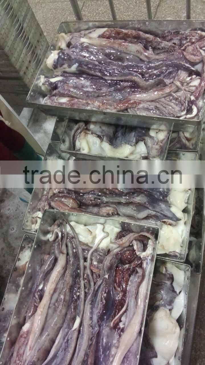 Giant squid tentacle