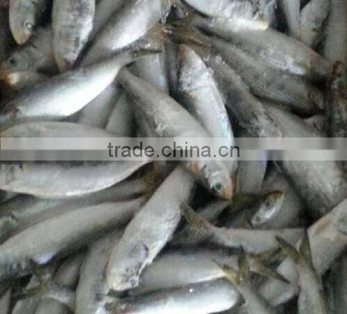All types Of Sardine Fishes From China