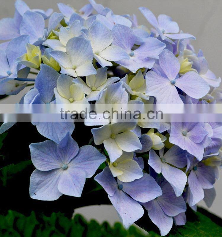 Fashionable hot sale hydrangea bridal flower