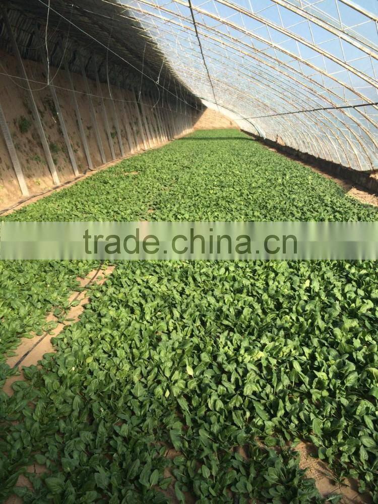 Chinese Cabbage