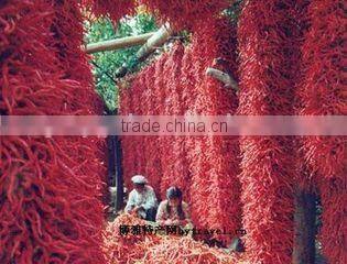 Best selling red chilli drying machine /fruit drying machine