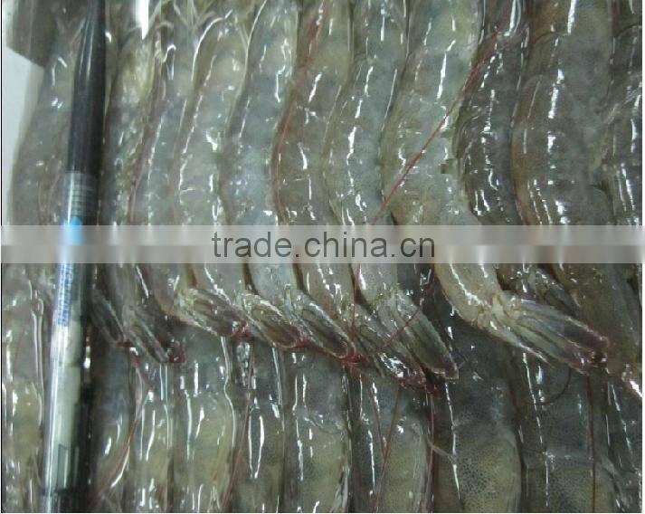 Grade A Frozen Shrimp Vannamei Price