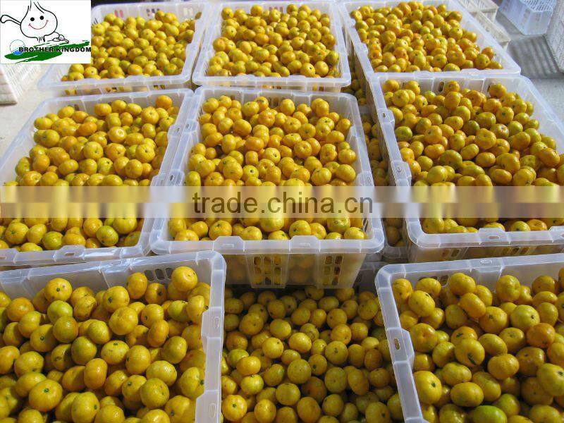 citrus fruit baby mandarin orange