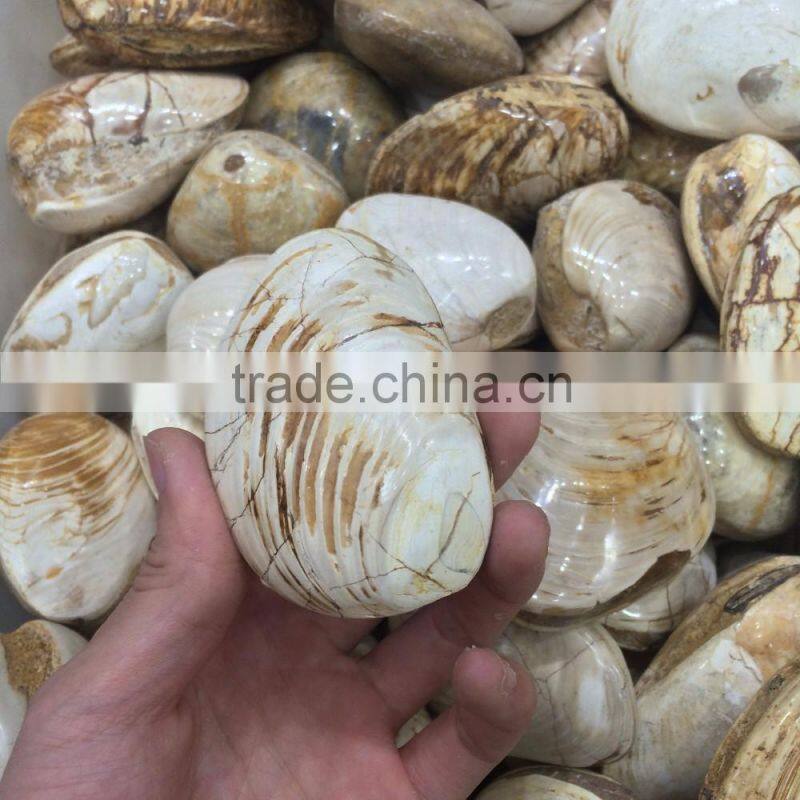 High Quality Conch Fossils Crystal Stone For Sale