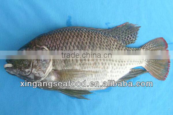 tilapia fish whole round
