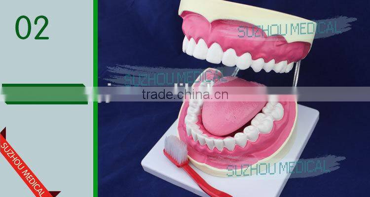 Teeth care model