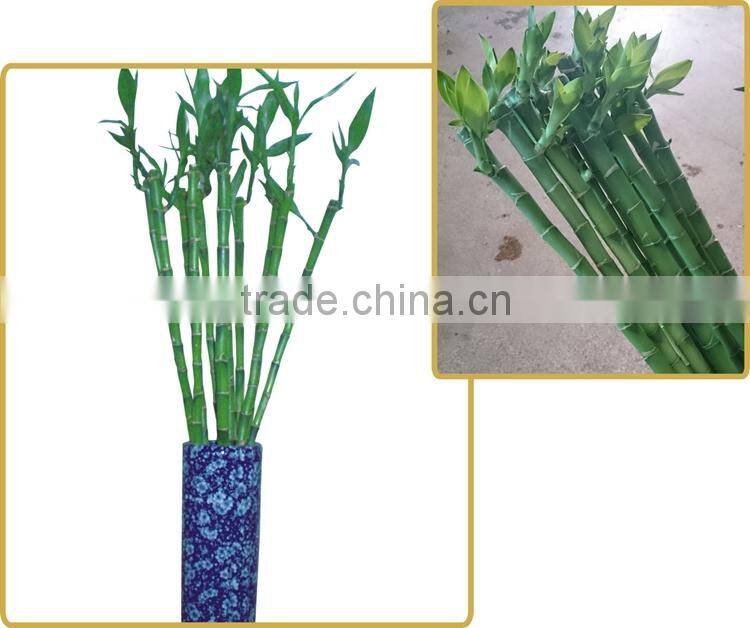 DRACAENA SANDERIANA 10cm-80cm straight lucky bamboo bonsai hot sale in USA market indoor ornamental water aquatic plants