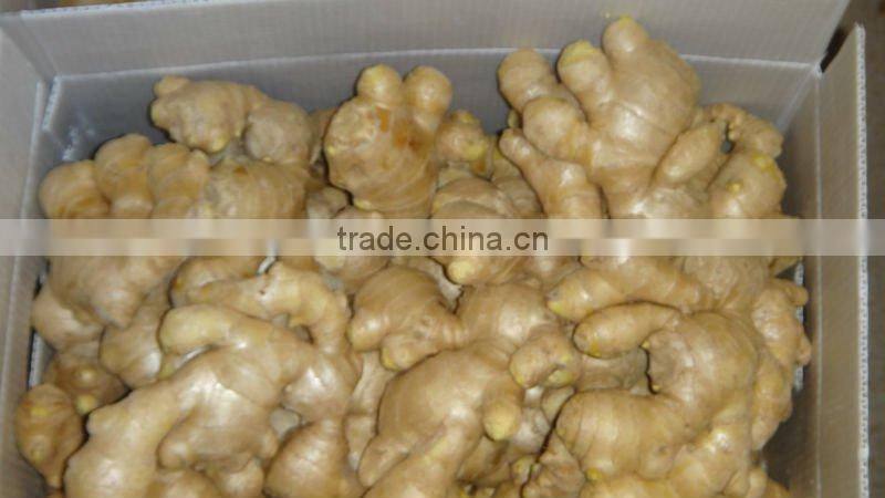 Chinese cheaper fresh ginger