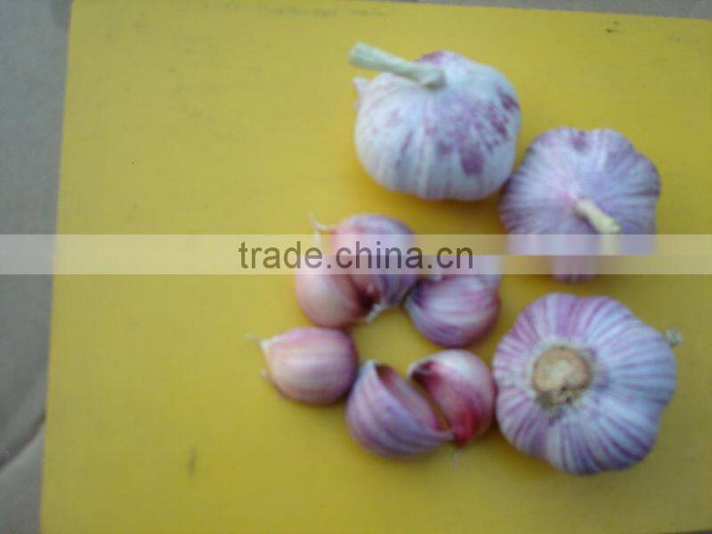 Certified GAP/ KOSHER/ HALAL Frozen White Garlic