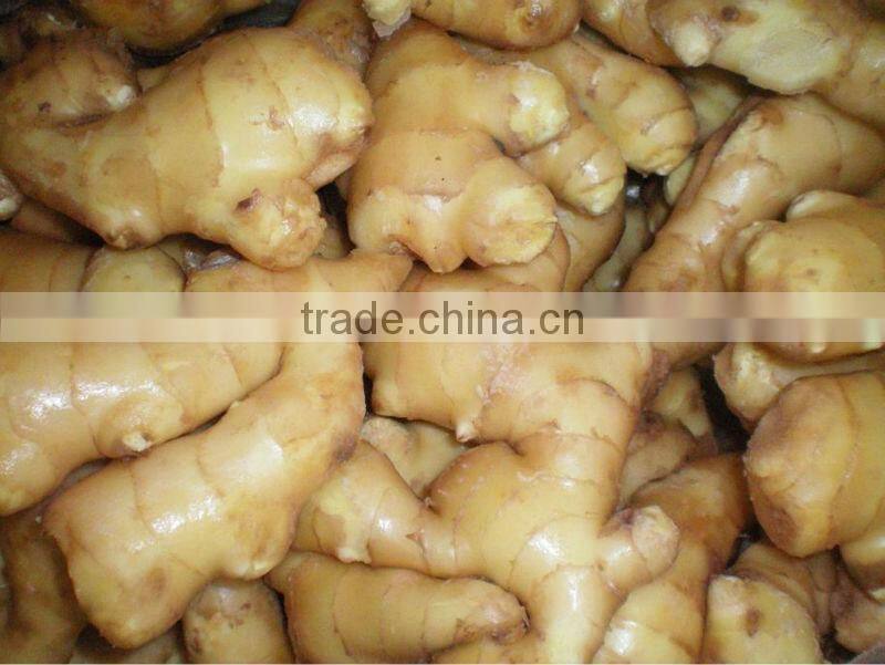 GAP Certified Manufacture Fresh Ginger in Season
