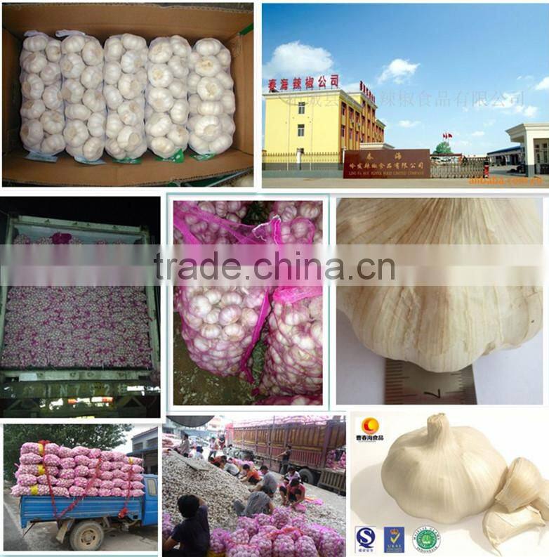 China Top 8 Manufacturer Supplier 2016 Fresh Garlic for Indonesia, Malaysia, Brazil
