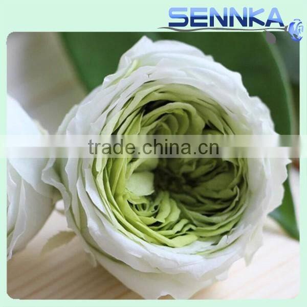 Natural Preserved English Rose Heads in White Green 8 per Box