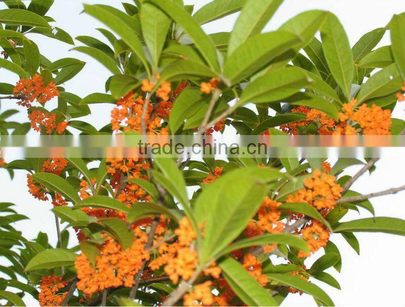 10L Essential oil distill equipment on sale