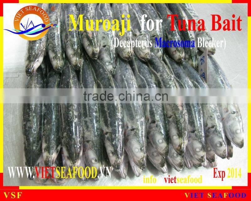 FROZEN MUROAJI FOR TUNA BAIT