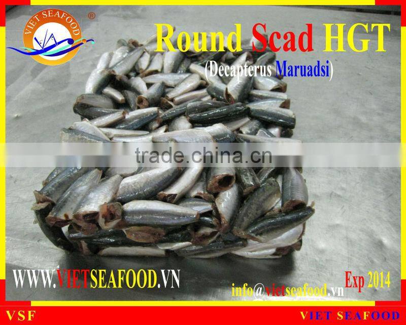 HGT FROZEN ROUND SCAD