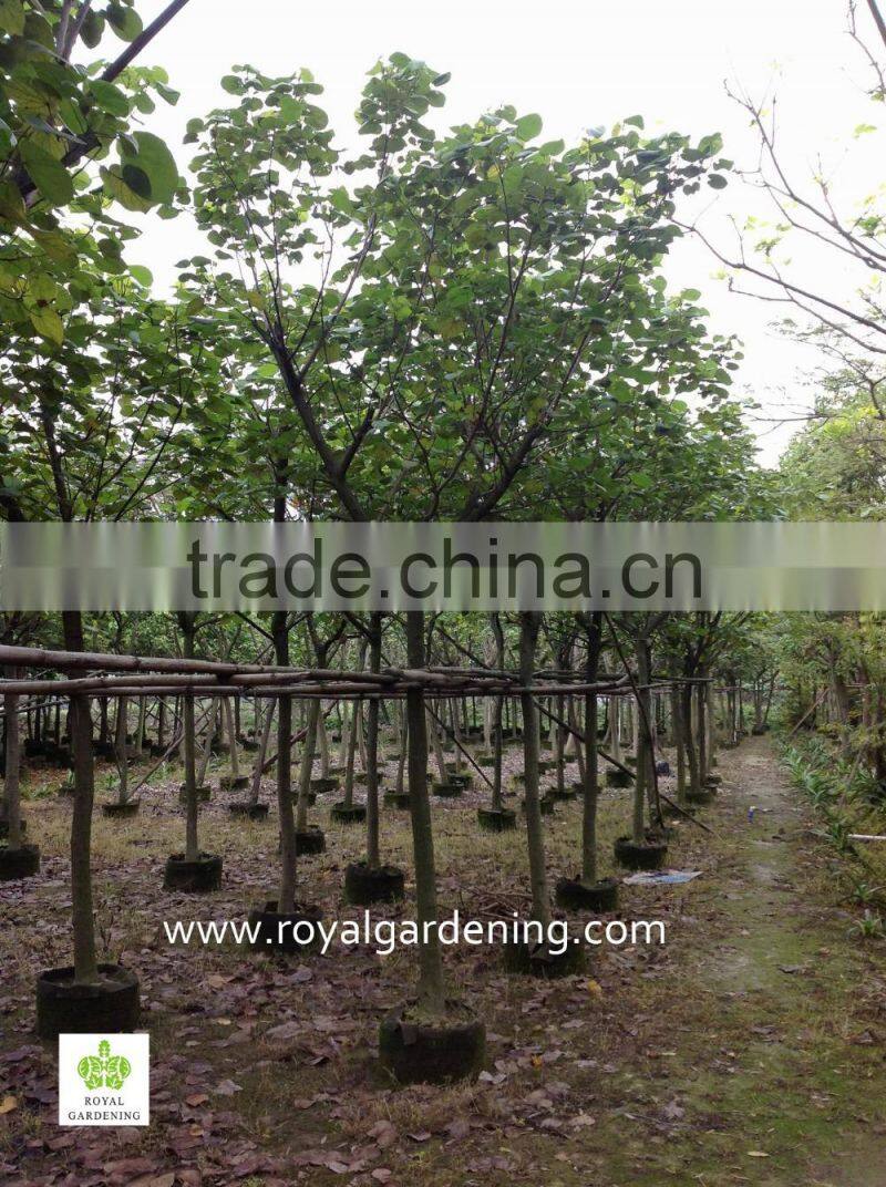 Hibiscus tiliaceus trees