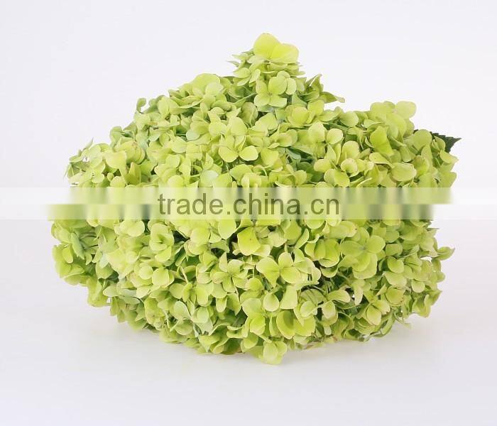Best Price Fresh Cut Processing Type Natural Hydrangea Wholesale From Yunnan ,China