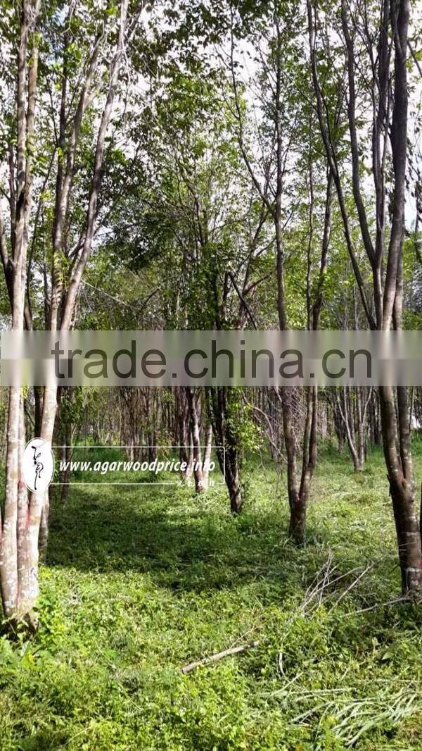 Vietnam Agarwood Chips/ Eaglewood or Oud Chips - Stable Supply With Large & Regular Quantity